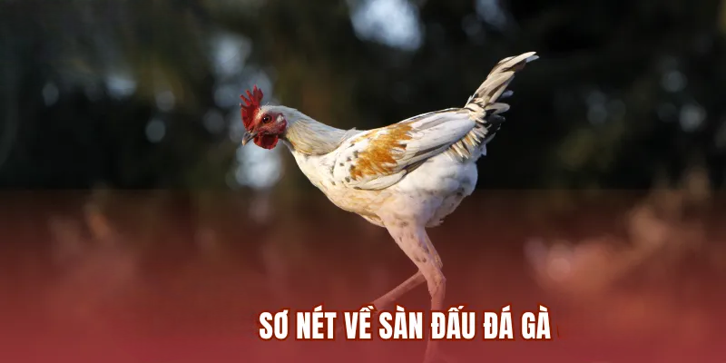 Đá Gà 523BET – Thỏa Sức Đặt Cược Với Chiến Kê Yêu Thích